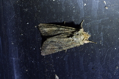 Ichneutica mutans