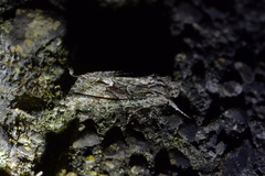 Ichneutica mutans