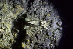 Ichneutica mutans