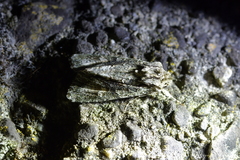 Ichneutica mutans
