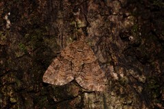 Polyclysta hypogrammata