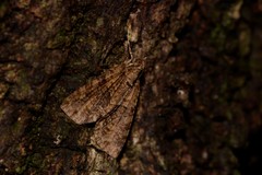 Polyclysta hypogrammata