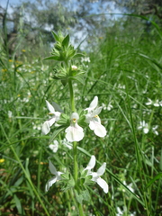 Stachys spinulosa