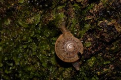 Nitor medioximus