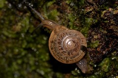Nitor medioximus
