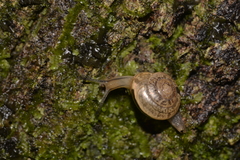 Nitor medioximus