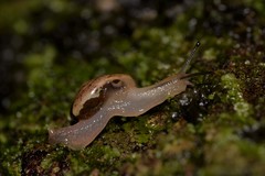 Nitor medioximus