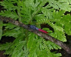 Orthetrum schneideri