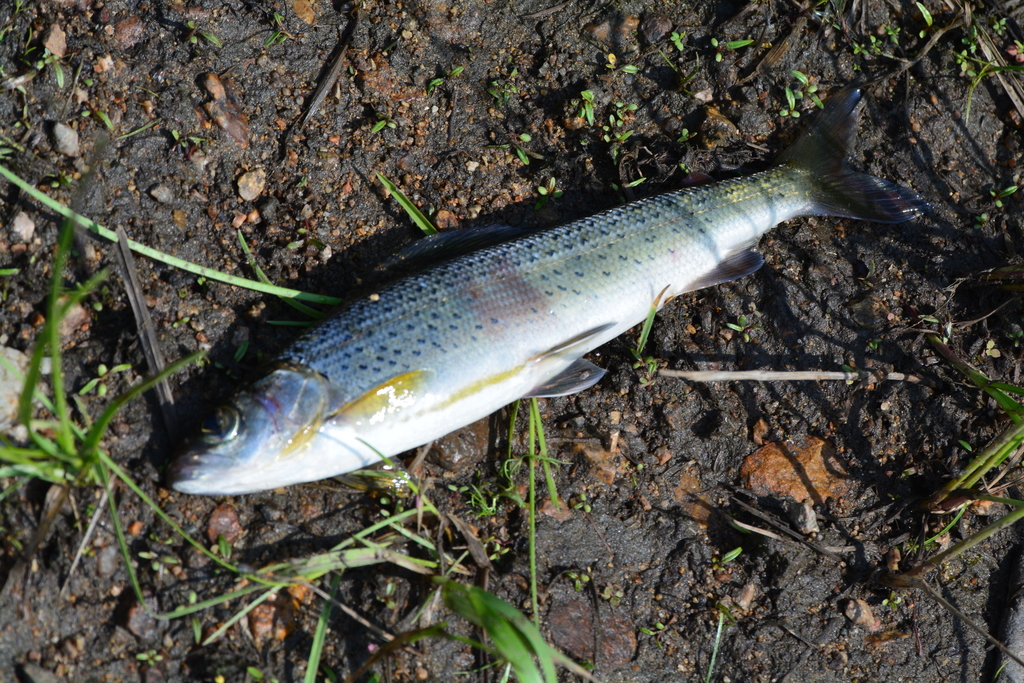 Amur Grayling