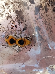 Dasymutilla cressoni