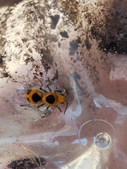 Dasymutilla cressoni