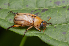 Anomala pallida