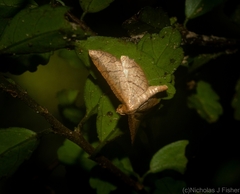 Hypolamprus ypsilon