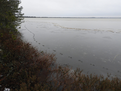 Nyctereutes procyonoides