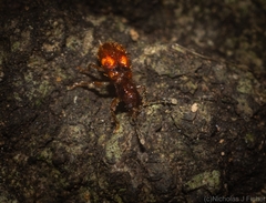 Apteropilo humerofuscus