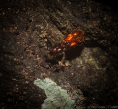 Apteropilo humerofuscus