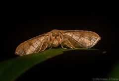 Hypolamprus ypsilon