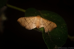 Hypolamprus ypsilon