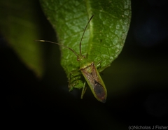 Amblypelta nitida