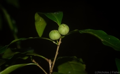Actephila mooreana