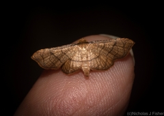 Hypolamprus ypsilon