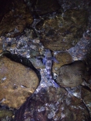 Gobiomorphus cotidianus
