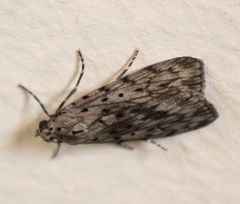 Sommeria meridionalis