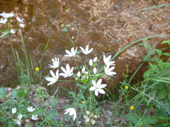 Allium subhirsutum