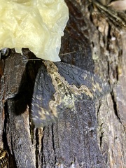 Dypterygia caliginosa