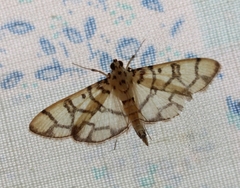 Pardomima callixantha