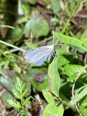 Lomographa bimaculata