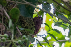 Drymotoxeres pucheranii