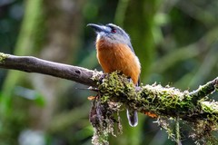 Hapaloptila castanea