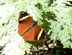 Xanthotaenia busiris