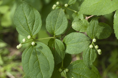 Philadelphus tenuifolius
