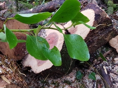 Griselinia littoralis