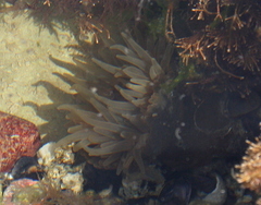 Parabunodactis imperfecta