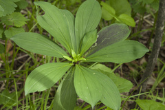 Lilium distichum