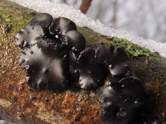 Exidia brunneola