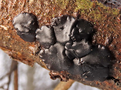 Exidia brunneola