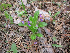 Viola gmeliniana