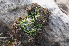 Mannia pilosa