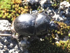 Sericotrupes niger