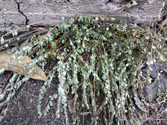 Andrachne telephioides