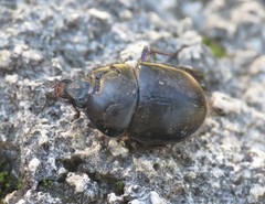 Sericotrupes niger