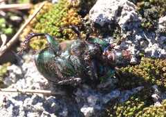 Sericotrupes niger