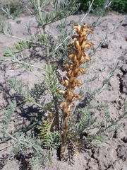 Orobanche cernua