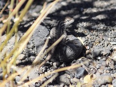 Sceloporus graciosus graciosus
