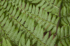 Athyrium sinense