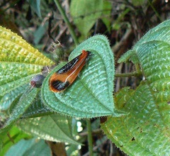 Coryptilum